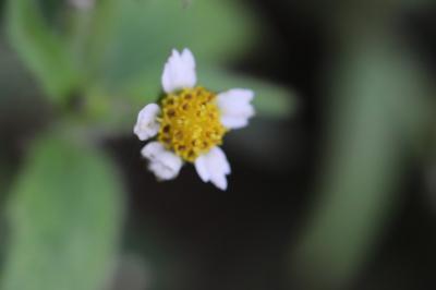 Galinsoga cilié