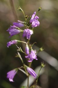 Campanule raiponce