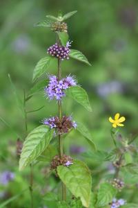 Menthe des champs
