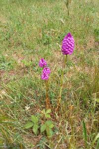 Orchis pyramidal