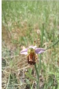 Ophrys abeille