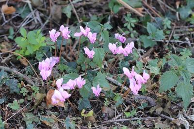 Cyclamen à feuilles de lierre