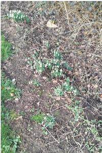 Perce-neige