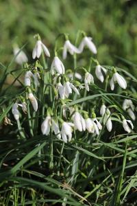 Perce-neige