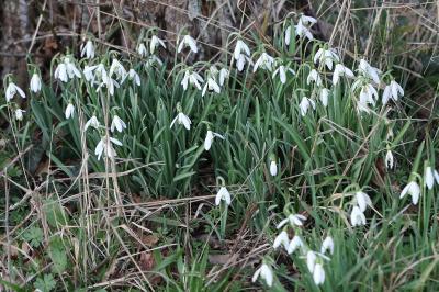 Perce-neige
