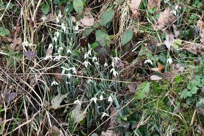 Perce-neige