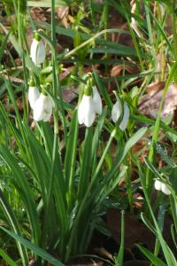 Perce-neige