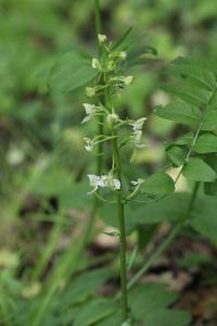 Orchis verdâtre