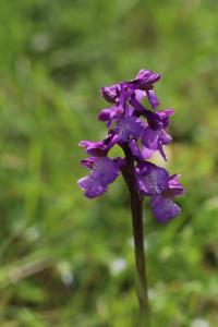 Orchis bouffon