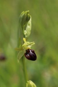 Ophrys araignée