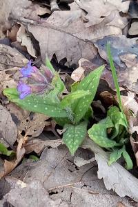 Pulmonaire à feuilles longues