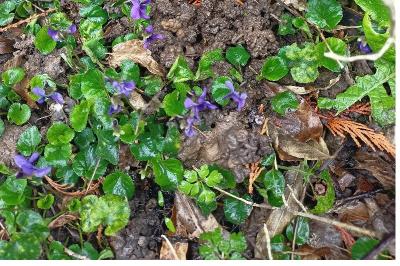Violette odorante