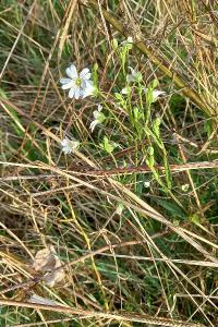 Stellaire holostée
