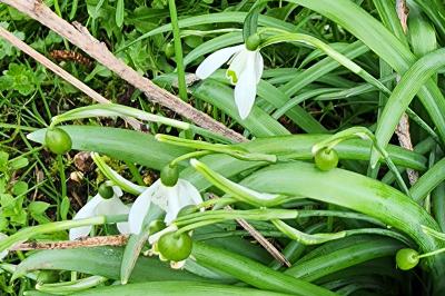 Perce-neige