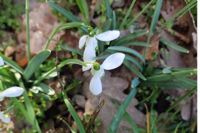Perce-neige