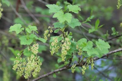 Ribes rubrum