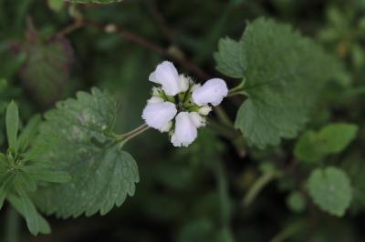 Lamier blanc