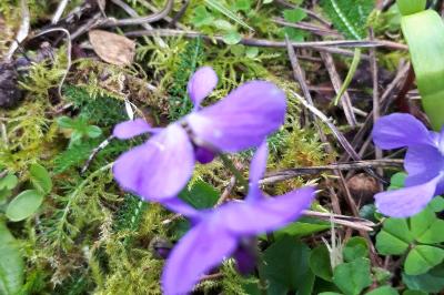 Violette odorante