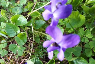 Violette odorante
