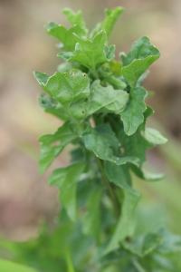 Herbe aux chantres