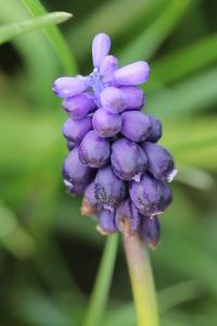 Muscari négligé