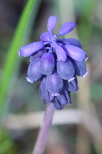 Muscari négligé