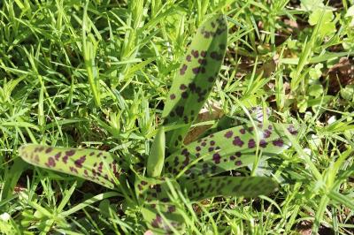 Orchis mâle
