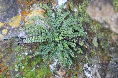 Capillaire des murailles