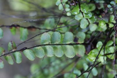 Asplenium trichomanes