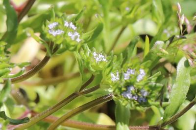 Valerianella locusta