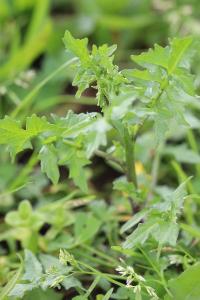 Herbe aux chantres