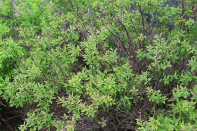 <i>Spiraea</i>