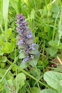 Bugle rampante