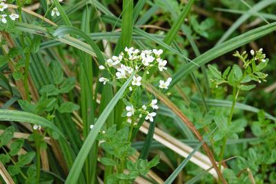 Cardamine amère