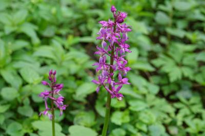 Orchis mâle
