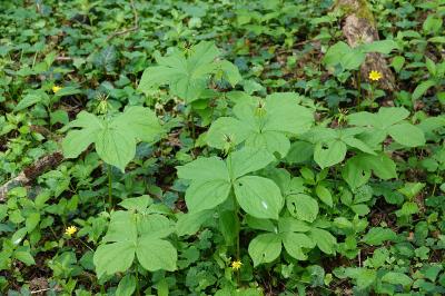 Parisette à quatre feuilles