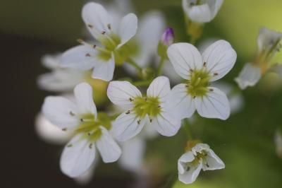 Cardamine amère