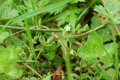 Stellaire des sources