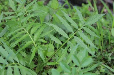 Valériane officinale