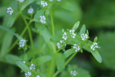 <i>Valerianella</i>