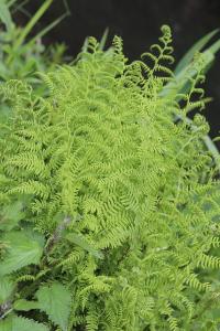 Blechnum en épi