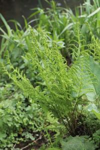 Blechnum en épi