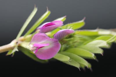 Vicia sativa