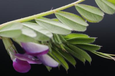 Vesce cultivée