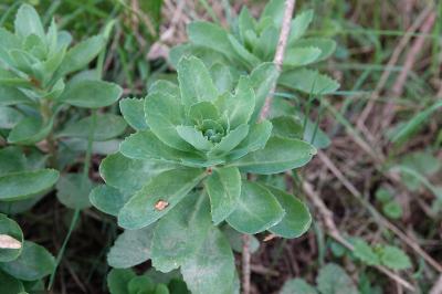 Herbe de saint Jean