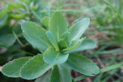Herbe de saint Jean