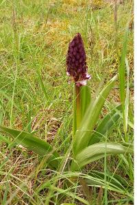 Orchis pourpre