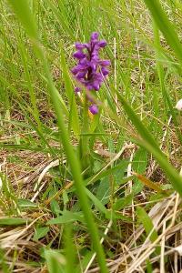 Orchis bouffon