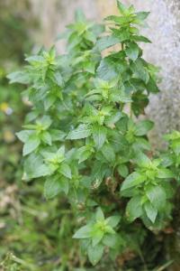 Mercurialis annua