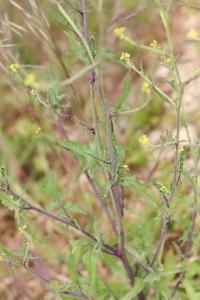 Herbe aux chantres